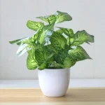 Artificial Plants Bonsai Fake Plants  Home Decoration Accessories  Plant  Plant Pot  Office Decoration  Living Room Decoration