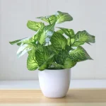 Artificial Plants Bonsai Fake Plants  Home Decoration Accessories  Plant  Plant Pot  Office Decoration  Living Room Decoration - Image 9