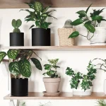 Set of 3 Plastic Planter Pots,6/5/4 Inch Plastic Planter Pots for Plants with Drainage Hole and Seamless Saucers - Image 5