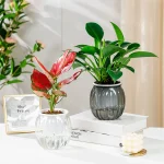 Clear Self Watering Planters Pots Modern Transparent Plants Care Pots for Garden Enthusiast Lover Gift - Image 2