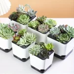 5Pcs Plant Pots, Self Watering Flower Pots Indoor Outdoor, Self Watering Planters with Drainage Hole & Clear Saucer Reservoir - Image 3