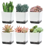 5Pcs Plant Pots, Self Watering Flower Pots Indoor Outdoor, Self Watering Planters with Drainage Hole & Clear Saucer Reservoir - Image 4