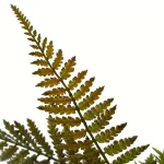 Large Artificial Plants Large Wall Hanging Fern Leaves Vines Boston Fern Bunch Persian Leaves Bunch Fake Green Plants Fake Leav - Image 6