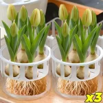 1/3pcs Hydroponic Planter Tulip Bulb Planter Tulip Grow 5 Hole Hydroponic Flower Pot with Reservoir Indoor Table Decoration Pot