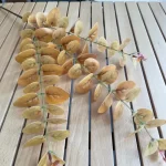 10Pc 3D Printing Eucalyptus Leaves Artificial Plants Wedding Road Leads Flower Arrangement Home Decoration Party Eucalyptus Leaf - Image 7