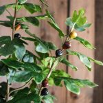Artificial Silk Fig Tree In Pot - Image 2