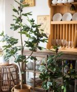 Artificial Silk Fig Tree In Pot - Image 8
