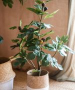 Artificial Silk Fig Tree In Pot - Image 9