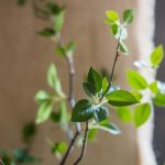 Artificial Green Leaf Faux Tree In Pot - Image 9