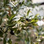 Artificial Silk Faux Olive Tree In Pot - Image 7