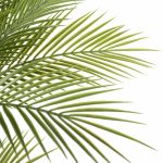 Artificial Parlour Palm Tree 180cm Multi Trunk UV Resistant - Image 4