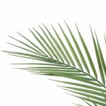 80cm Artificial Phoenix Palm Plant - Image 2
