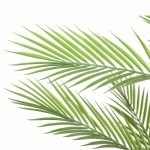 Real Touch Artificial Phoenix Palm Tree UV Resistant 180cm - Image 3